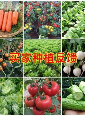 100种开春季春蔬菜子茄套餐丝瓜黄瓜辣椒HICREAT豆角蔬玉种米子农