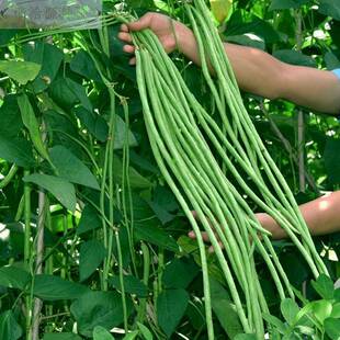 豇豆种子蔬菜种籽长四季豆芸春豆秋季豆角大全孑种苗豆种紫根无架