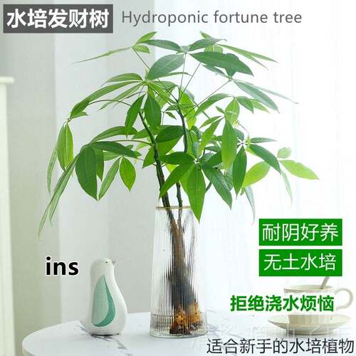 发财树水培植物盆栽室内客厅好养水培办公室桌面招财绿植花卉盆景
