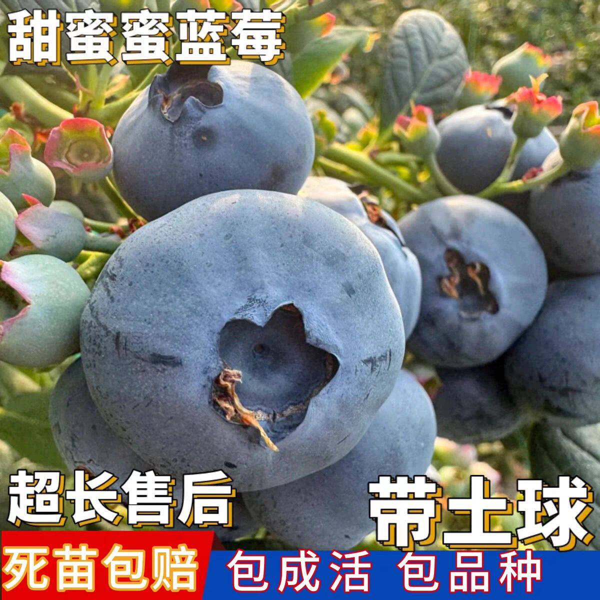 蓝莓树苗苗南北方种植兔眼大苗庭院阳台盆栽果树苗庭院优选