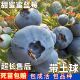 蓝莓树苗苗南北方种植兔眼大苗庭院阳台盆栽果树苗庭院优选