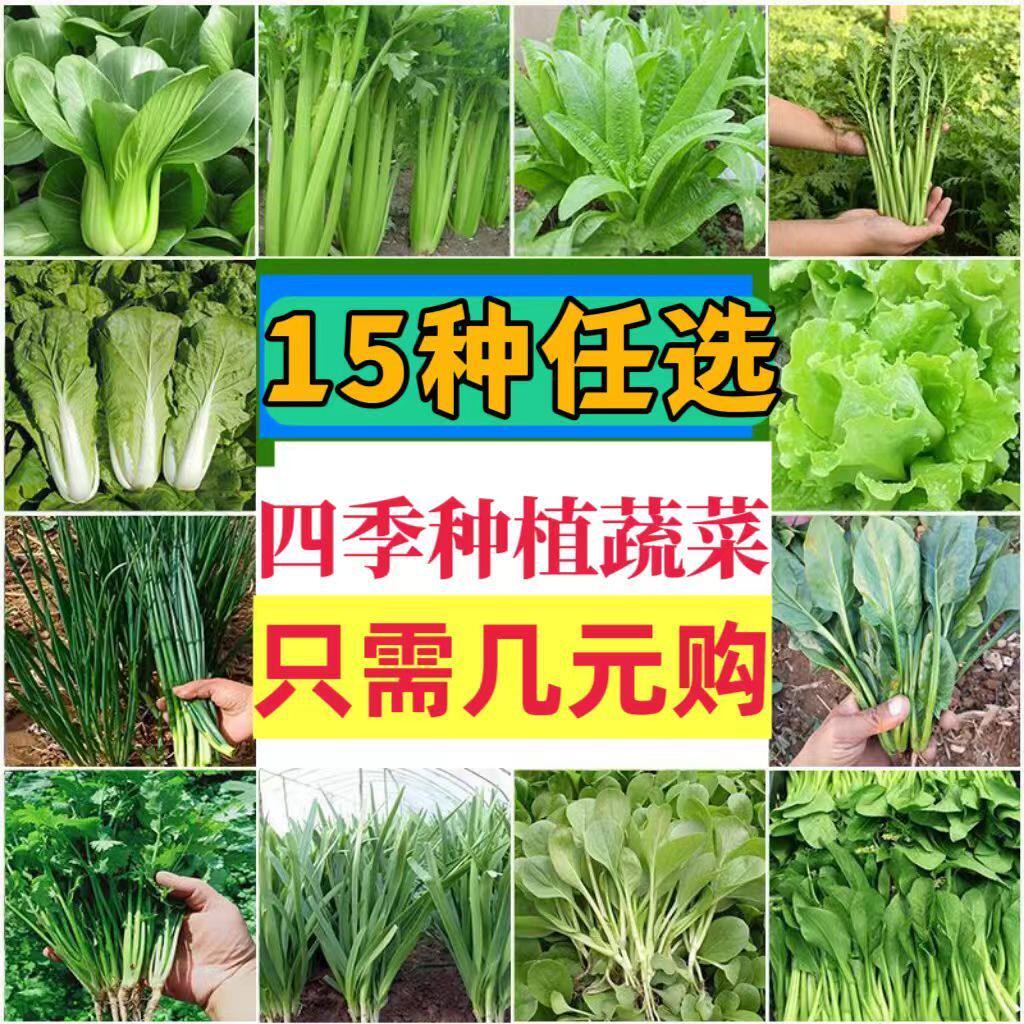 蔬菜种子青南西白米豆角辣椒生葫果芦黄玉菜籽阳台土壤种苗瓜大全