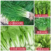 蔬菜种子四季 播盆栽园艺用品阳台庭院香菜青白菜萝卜生菜葱菠菜籽