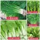 蔬菜种子四季 播盆栽园艺用品阳台庭院香菜青白菜萝卜生菜葱菠菜籽