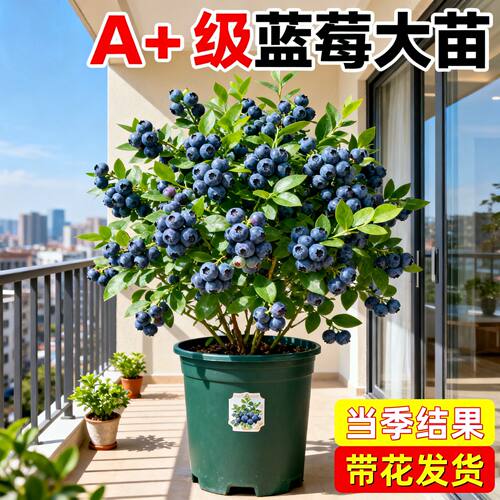 蓝莓苗F6绿宝石双季结果南北方可种果树苗原盆原土带发货果花树苗