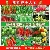 辣椒种子大全线椒螺丝朝天椒牛角椒甜椒大棚新椒农辣椒肥料种籽