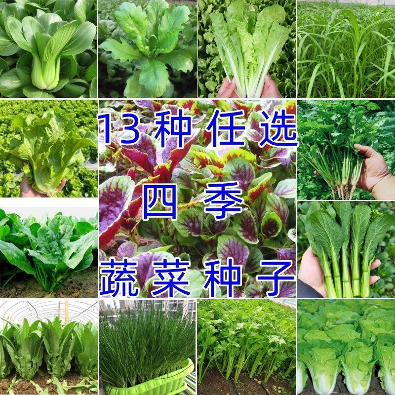 四季蔬菜种子大全室内外阳台庭院营养土播种香菜生菜草莓辣椒种子