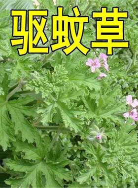 驱蚊草种子花开种子庭院室内阳台四季易种花香草艾草种籽花种籽子