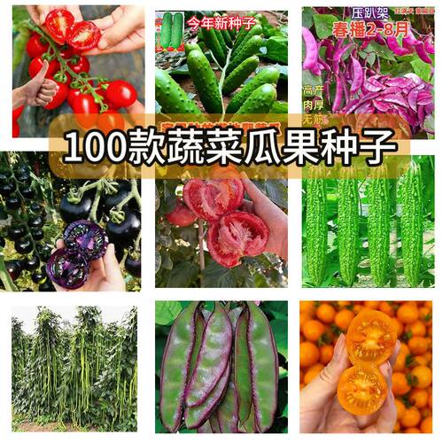 风铃草种子秋夏开花花见土就活室内外庭院阳台易活草花籽植物花籽