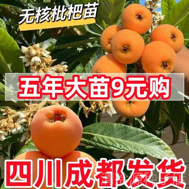 四川无核枇杷苗大五星无核砂糖枇杷苗嫁接苗盆地栽特大南北方种植