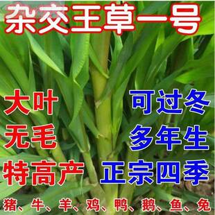 进口杂交牧草王种子四季常青冻死喂牛羊鱼高产不大叶养殖畜牧草籽