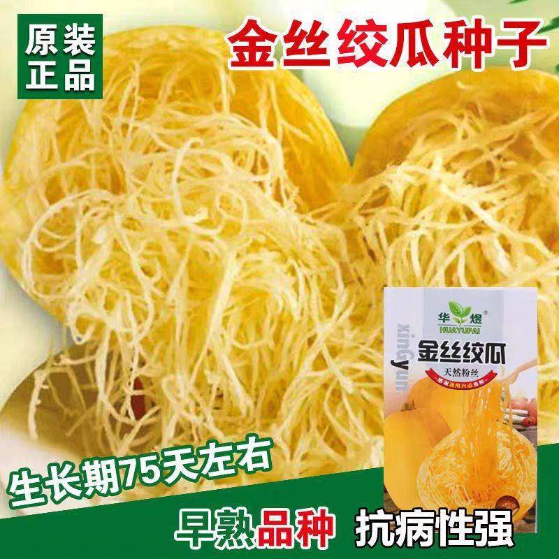 金丝绞瓜种子天拉丝瓜粉丝黄金角瓜庭院崇明金丝瓜春然季蔬菜种子