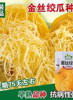 金丝绞瓜种子天拉丝瓜粉丝黄金角瓜庭院崇明金丝瓜春然季蔬菜种子