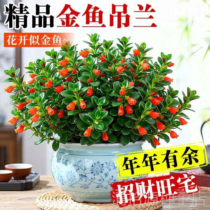 新品金鱼吊兰盆栽室内阳台秋冬好养活四季耐寒开花卉带花苞绿植物