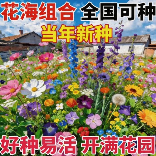 野花组合花种子籽孑四季播种花开花格桑花籽易活花卉花草大全盆栽