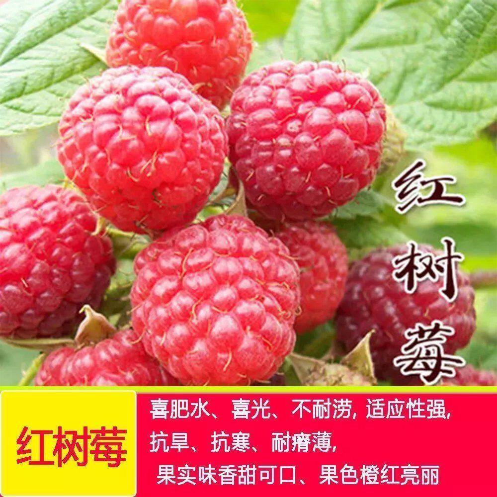 红树莓种子野生果蓬泡托根莓种籽野草莓覆盆子种子全国四季树种植
