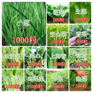 蔬菜种子四季播盆栽阳台庭院大香菜青白菜萝卜生菜小葱菠菜籽孑全
