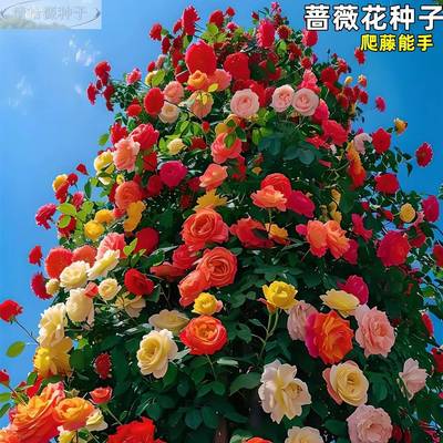 爬蔷薇花种籽墙子四季种花开花月种季爬藤播植物籽室外庭院花卉子