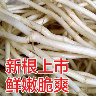 湖北当阳鱼腥草之乡新鲜鱼腥折耳根2500g一份草五斤