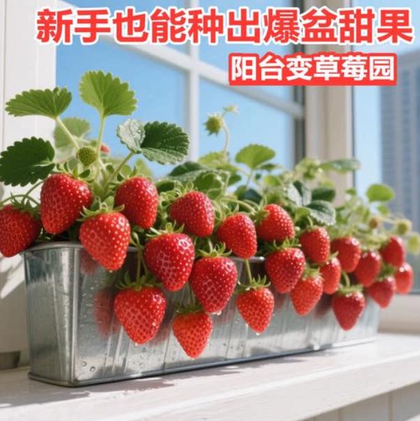 盆栽四季草莓穴盘苗带土带盆红颜牛奶种草莓秧阳台南北方种植包邮图片