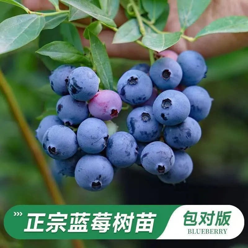 蓝莓树果苗阳台盆栽绿宝石果树苗南北方易种植兔眼特大号蓝莓苗