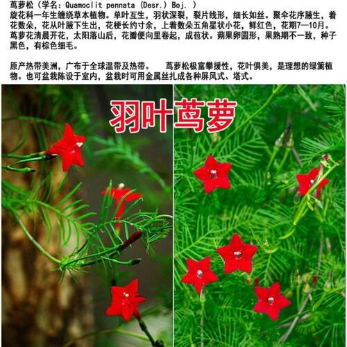 羽叶茑萝种子爬藤植物四季播种开花五角星花种籽子大全庭院花籽孑