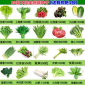 蔬菜种子四季 营养土播种萝卜香菜籽生菜葱蒜辣椒白菜种子菜籽大全