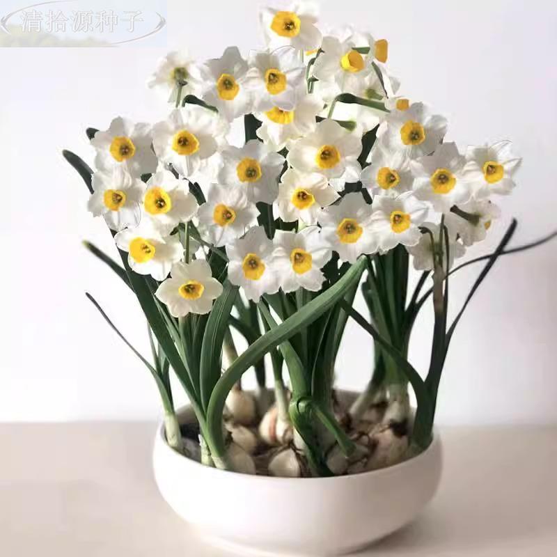 仙花种球年宵花卉冬季室内耐寒水养盆水栽植物复瓣洋水仙遇水就活