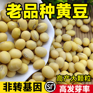 千大斤豆黄豆种子早黄豆种子农家自种大豆种籽特高产早熟抗病