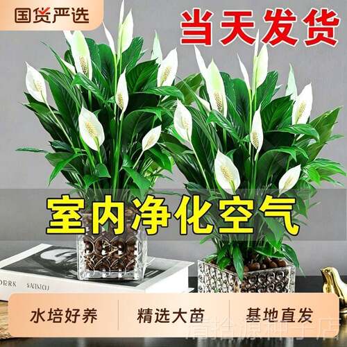 白掌盆栽净化空气水培植物绿萝箩花卉绿植红掌吸除室内甲全发财树