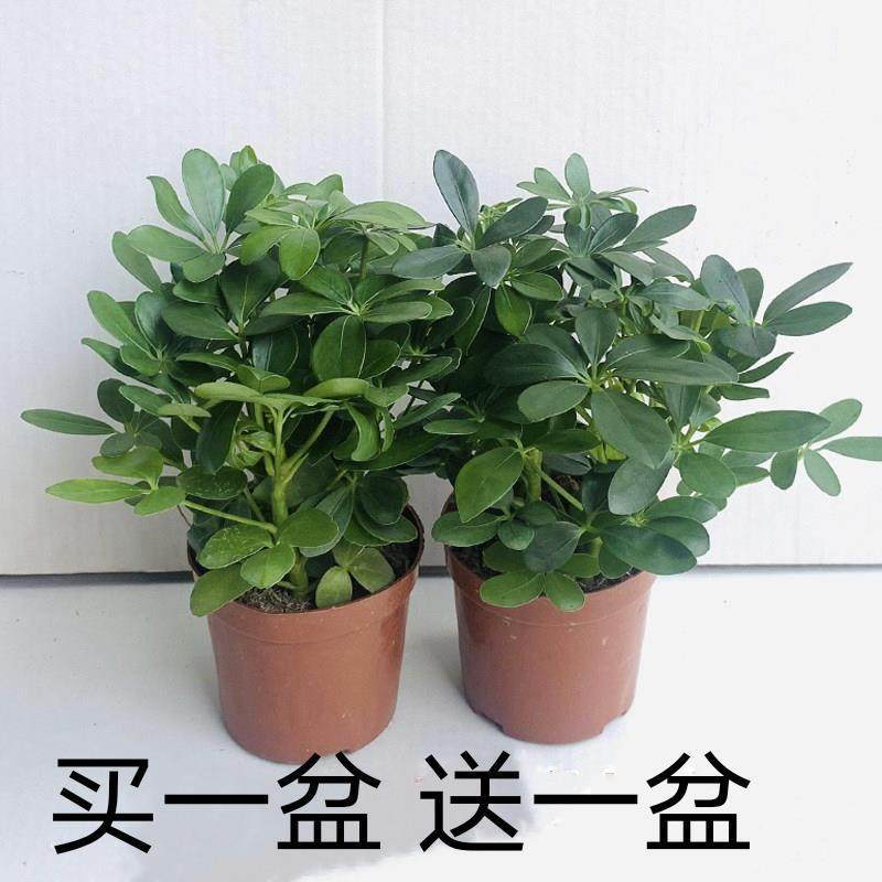 鸭盆掌木鸭脚木七叶莲绿植小盆栽水培花卉办公室内景吸防辐射,鲜花速递/花卉仿真/绿植园艺,土壤覆盖物,淘宝优惠券,粉丝福利购,淘宝优惠卷