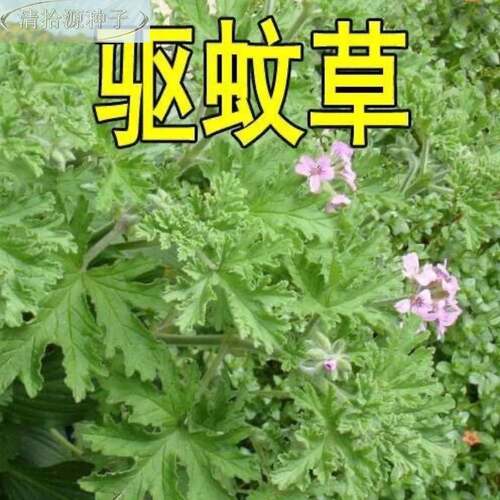 （当年新种子）驱蚊子草种籽香叶天竺防蚊物子盆栽室植内外阳台新
