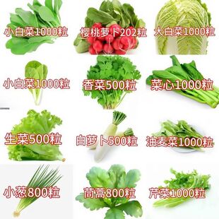 秋冬季蔬菜种子大全四季盆栽肥料菠菜香菜白菜种籽荠菜生菜籽秋种