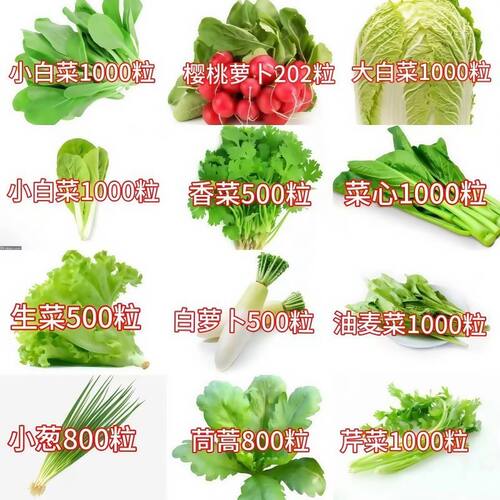 秋冬季蔬菜种子大全四季盆栽肥料菠菜香菜白菜种籽荠菜生菜籽秋种
