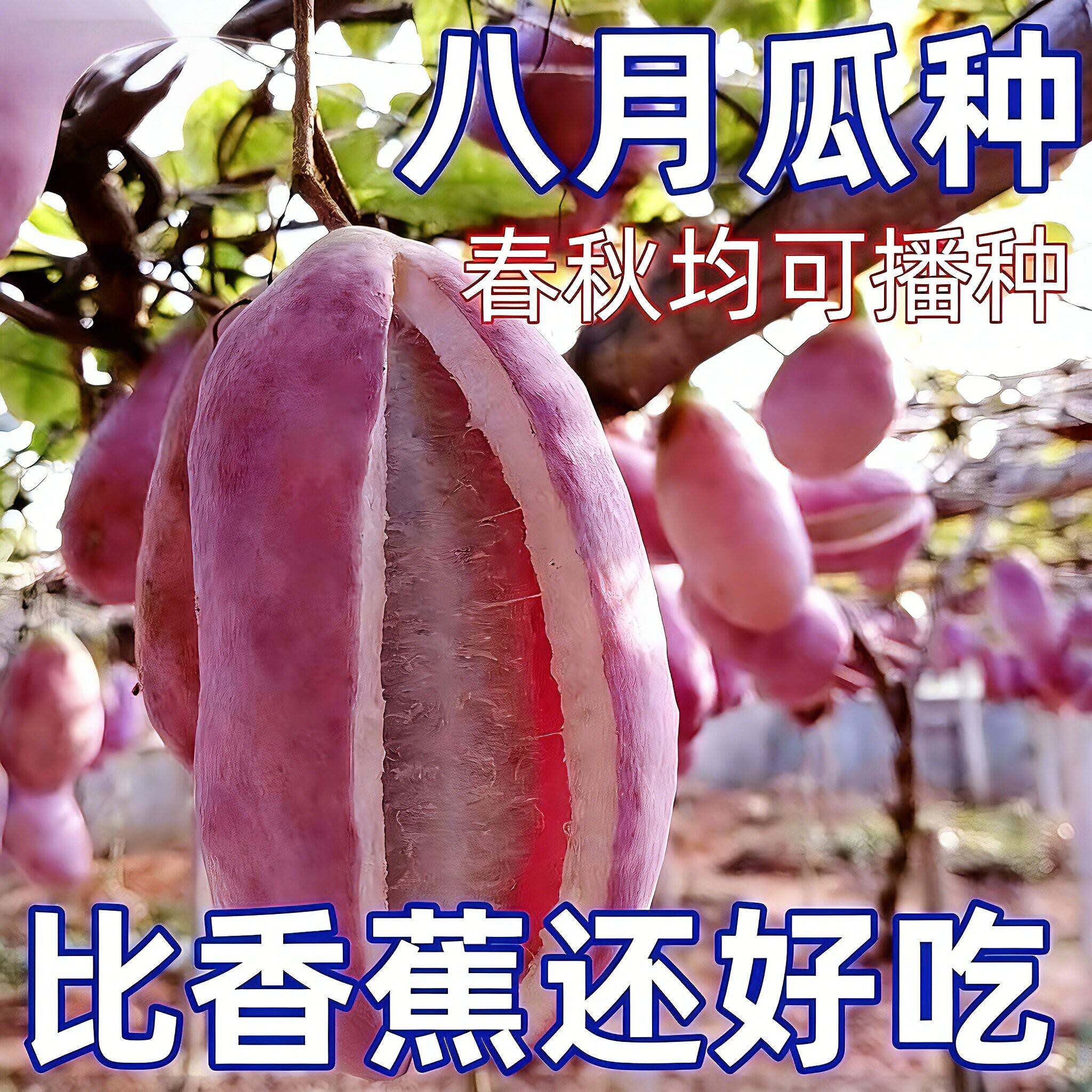 紫色八月瓜种子籽少肉多水果南北方种植果树庭院爬藤甜瓜当年结果