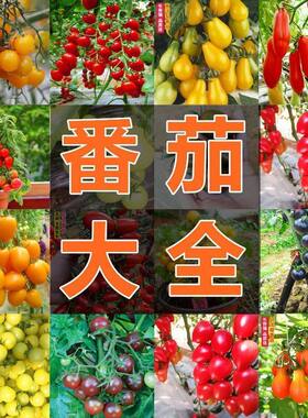 5包 中蔬四号蔬菜种子大番茄阳台盆栽果蔬庭院有机肥种菜籽西红柿
