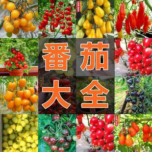 西红柿紫黄圣女果红沙瓤阳台土壤盆栽黑珍珠草莓瀑布水果番茄种子