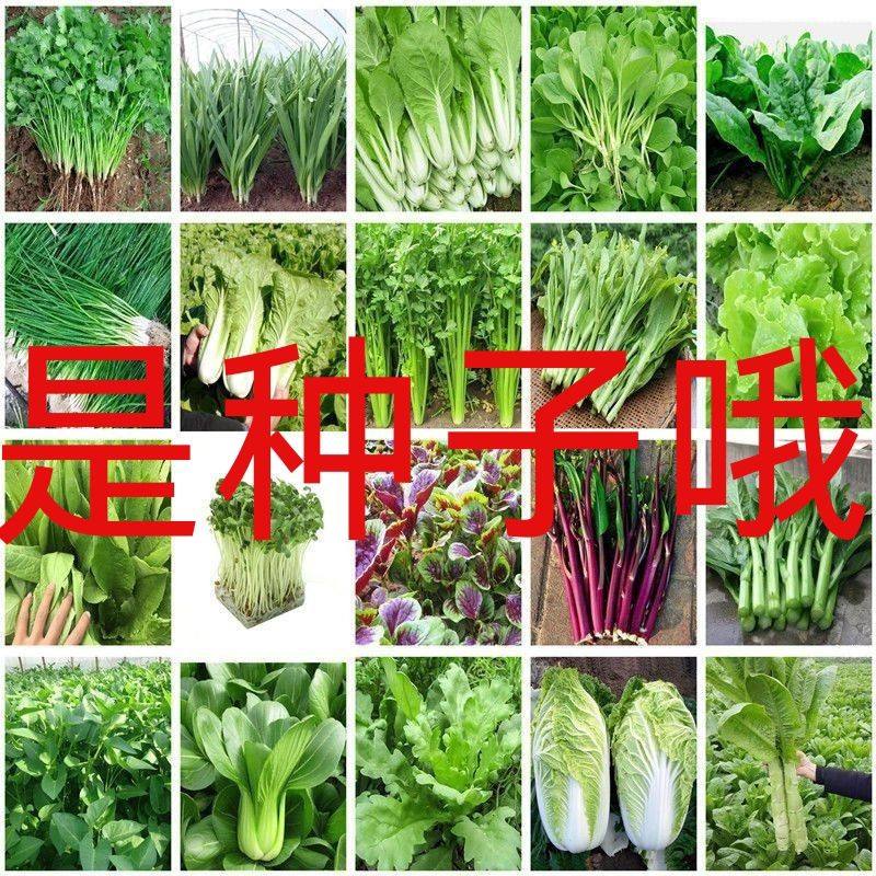 秋冬蔬菜种子大全室内农家阳台植物庭院播种香菜生菜草莓辣椒上海