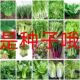 秋冬蔬菜种子大全室内农家阳台植物庭院播种香菜生菜草莓辣椒上海