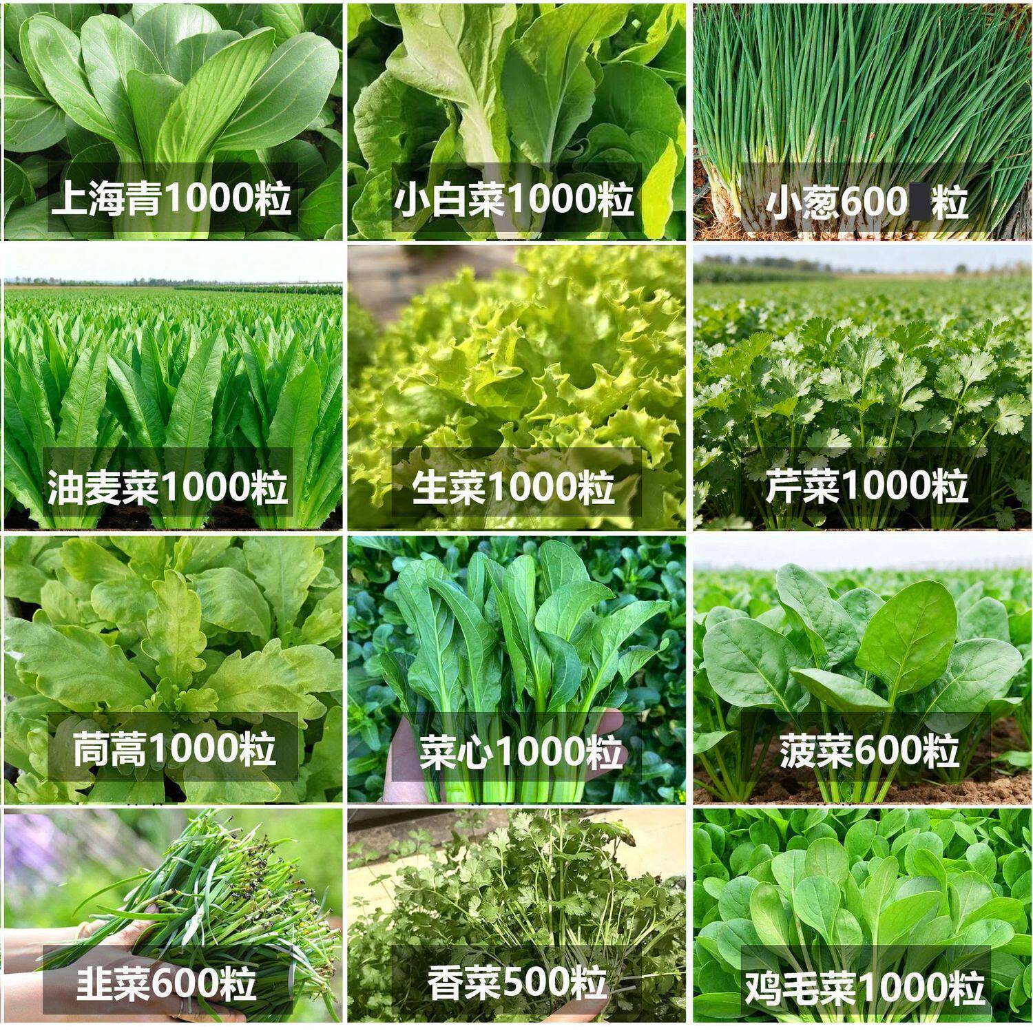 蔬菜种子大全四季适播西瓜甜瓜黄瓜番茄家庭阳台营养土露天种植菜