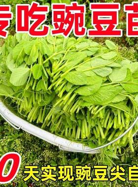 10天开吃】甜豌豆苗种籽豌豆尖种子园艺用品播种植芽苗菜龙须豌豆