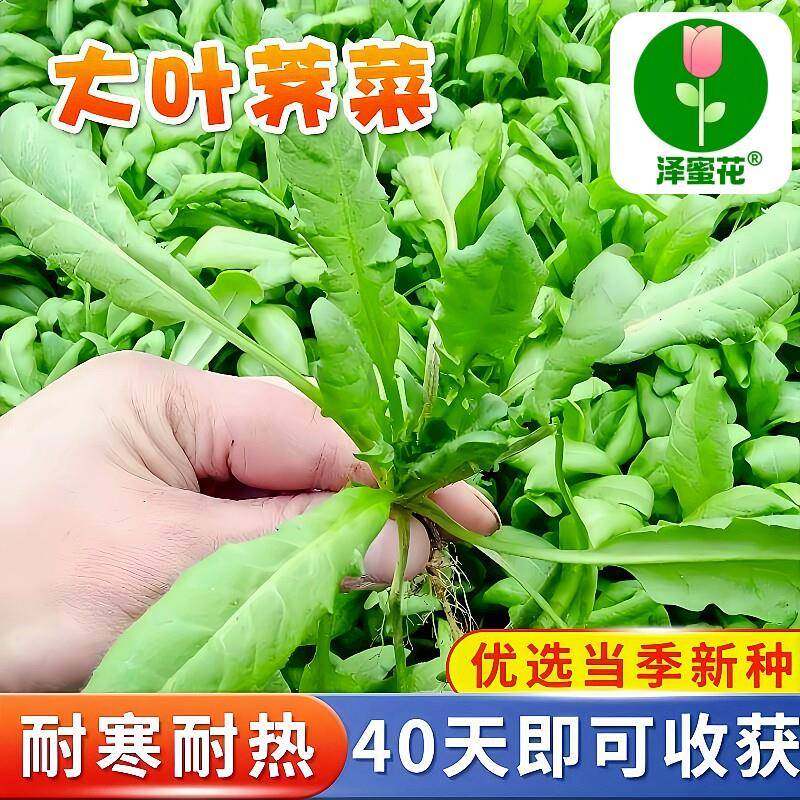 荠菜种子农家四季大叶春野菜种籽食用盆栽园艺用品种青菜籽秋冬季,鲜花速递/花卉仿真/绿植园艺,其它园艺用品,淘宝优惠券,粉丝福利购,淘宝优惠卷