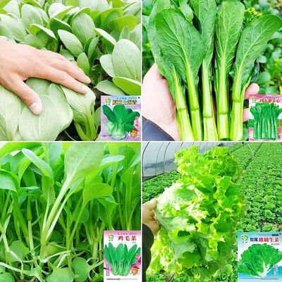 家庭蔬菜栽种子大全四季播种香菜生菜辣椒番茄籽孑阳台盆地栽农家