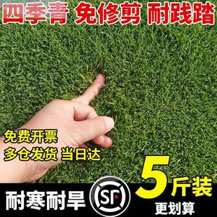 草坪种子草籽四季常青绿化种狗牙根台湾草护坡草皮草子草籽多年生