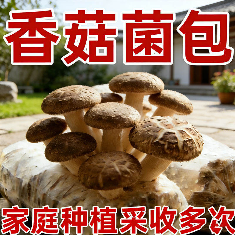 口蘑种植菌包白磨菇菌菇蘑种菇种植包菌包蘑菇子香菇种植蘑菇菌种