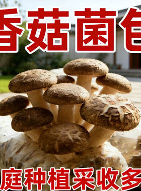 口蘑种植菌包白磨菇菌菇蘑种菇种植包菌包蘑菇子香菇种植蘑菇菌种