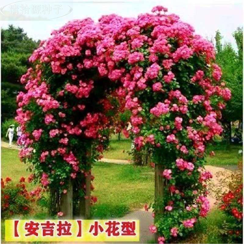 【电商爆款】网红爬藤蔷薇花种子花海种花子野组合桔梗向日葵种子