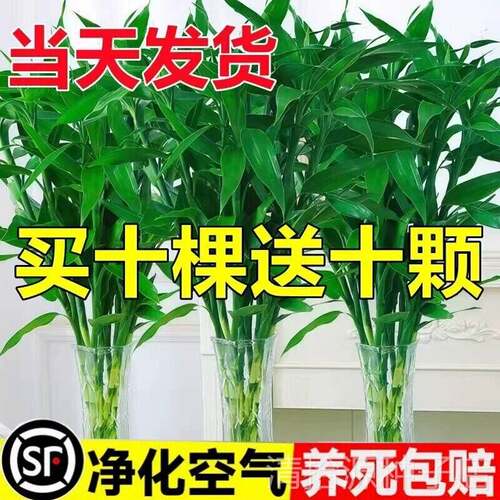 水养富贵竹水培植物招财粗杆绿植室内好养盆栽观音竹带根发财竹