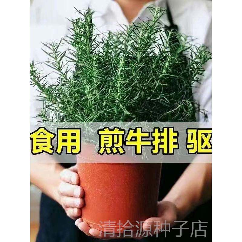 迷迭香苗盆栽可食用驱蚊植物香草薄荷苗水培花卉室内绿植煎牛排