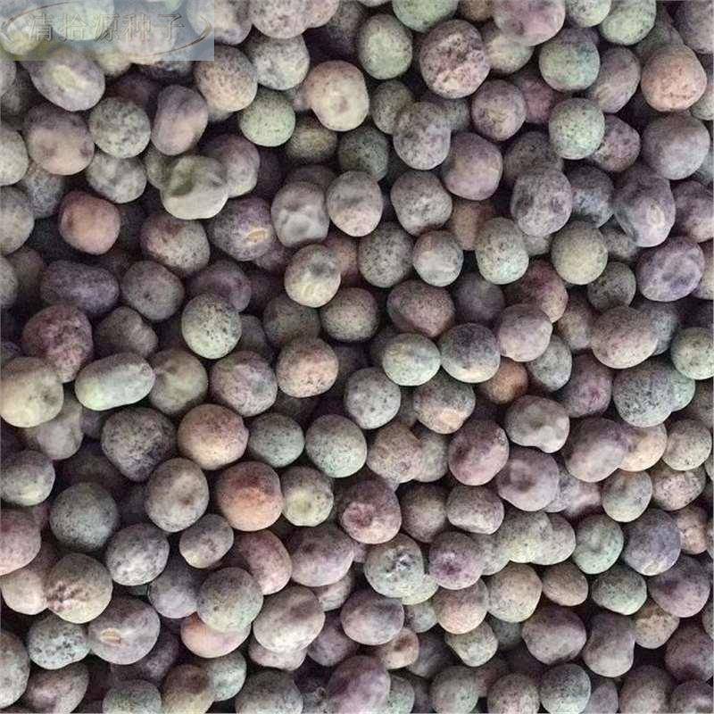 麻豌豆苗植种蔬菜豌豆种籽尖芽苗菜种子无须耐寒四季种豌豆苗